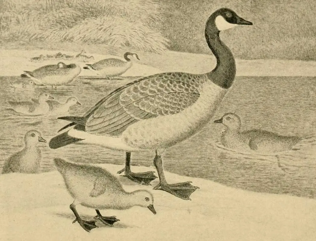 illustration of a goose and goslings from the late 1800s